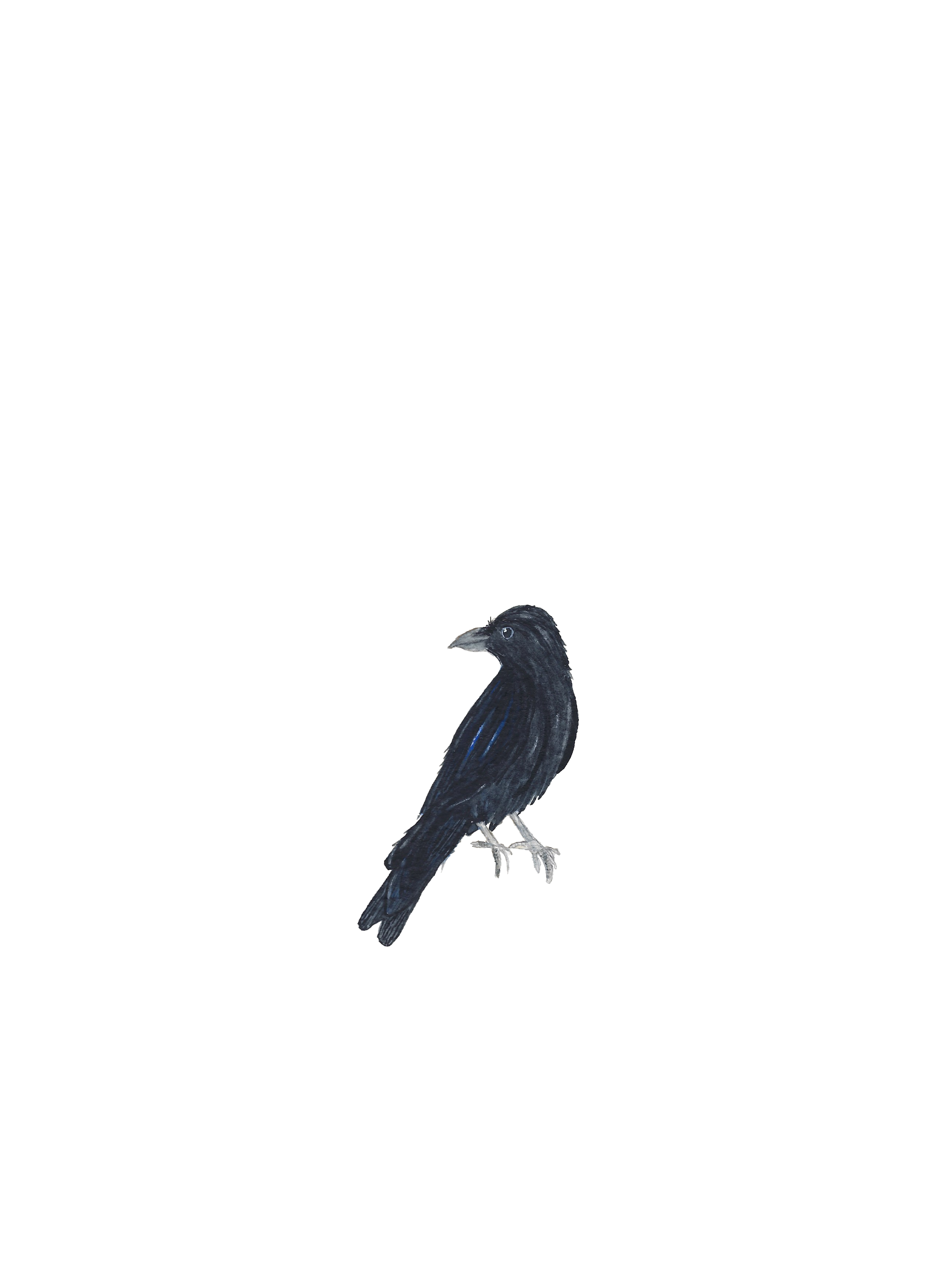 Perched crow