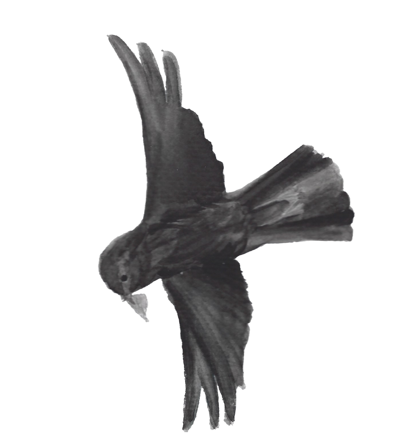 Flying crow